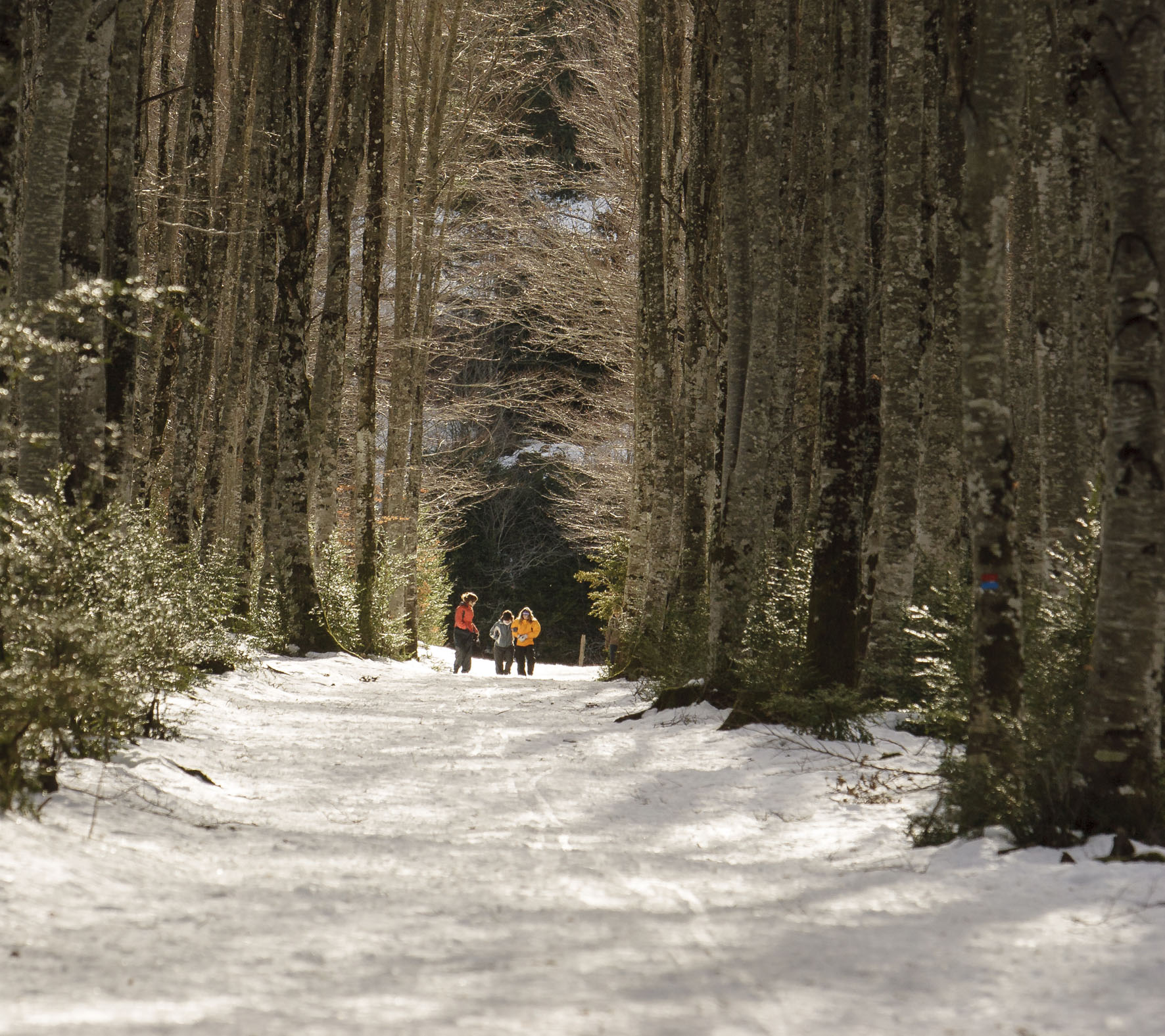 personas andando por la nieve entre árboles